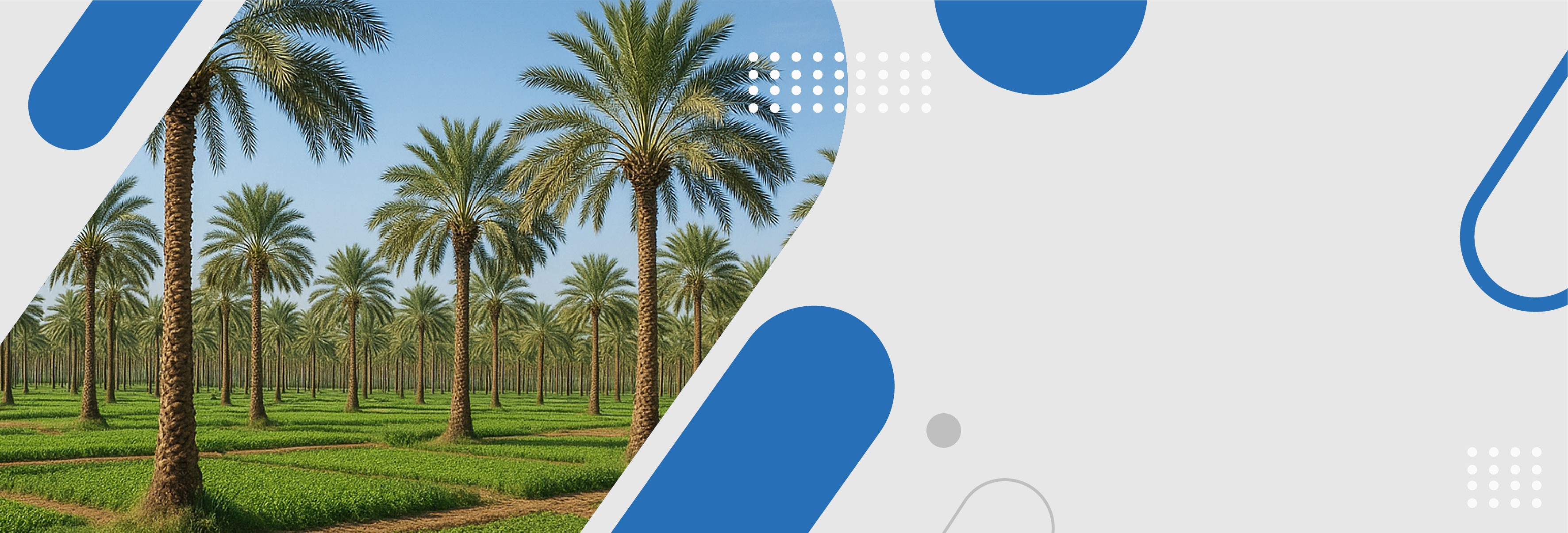 مزرعة النخيل